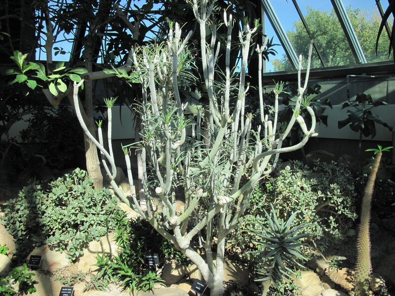 Succulent Plant in Greenhouse