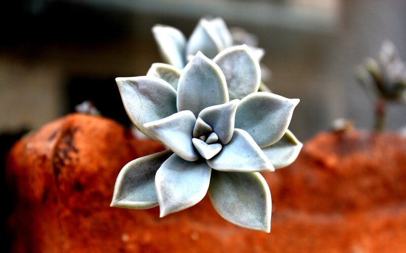 Succulent Plant in Pot — Gray