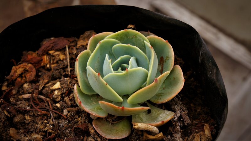 Succulent Plant in Pot — Green, Calm