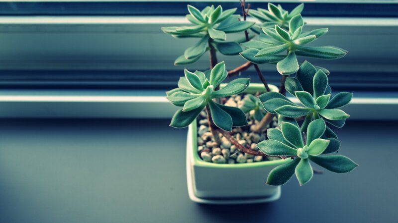 Succulent Plant in Pot — Green
