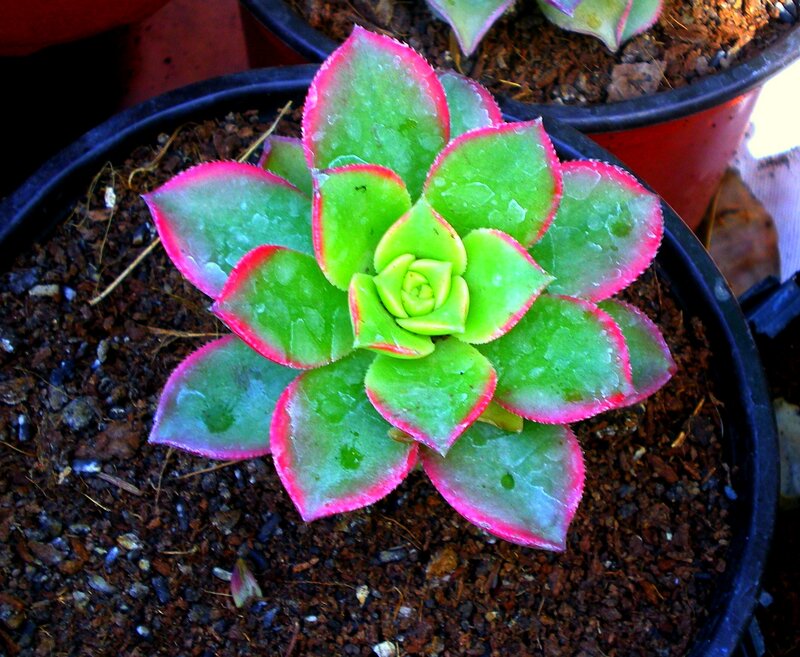 Succulent Plant in Pot