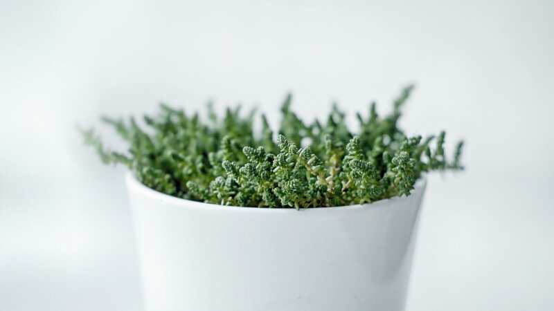 Succulent Plant in Pot — White