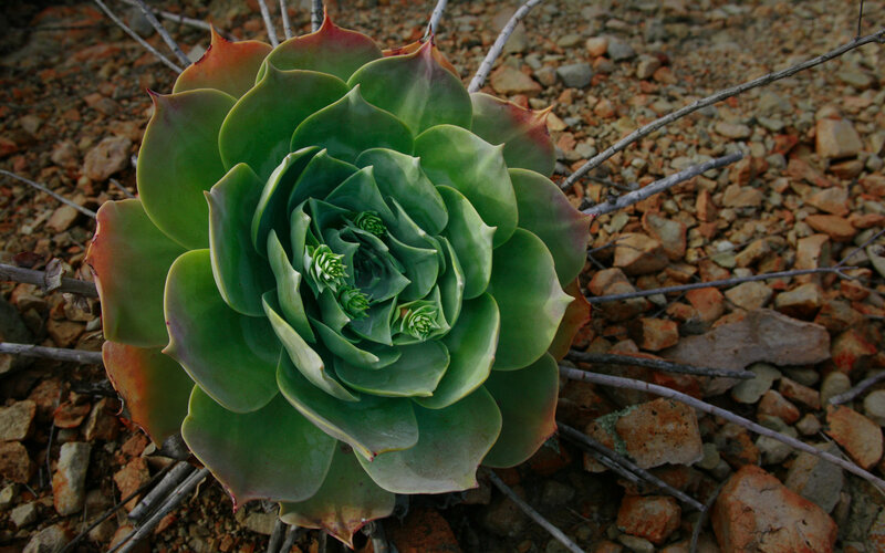 succulent plant in rocky soil