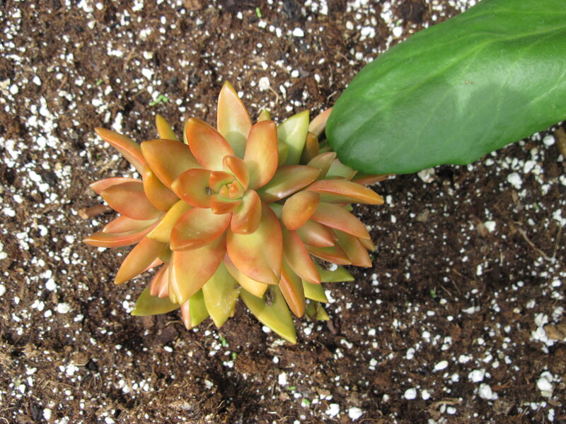 Succulent Plant in Soil — Brown