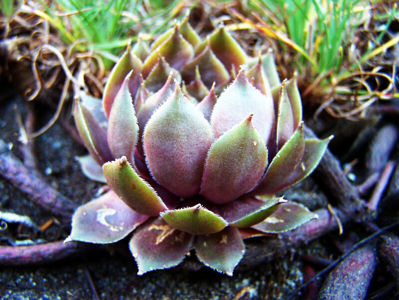 Succulent Plant in Soil