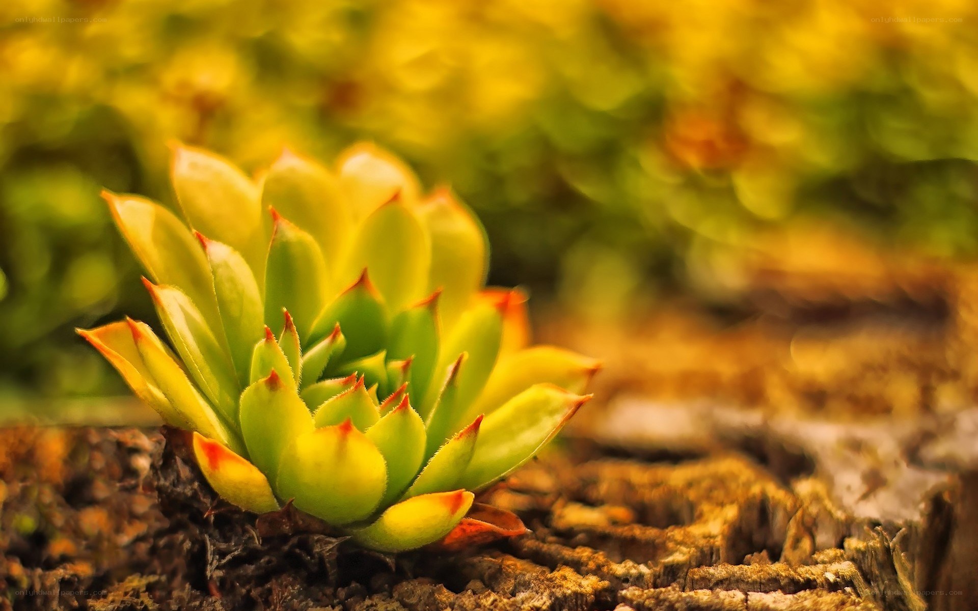 succulent plant in sunlight
