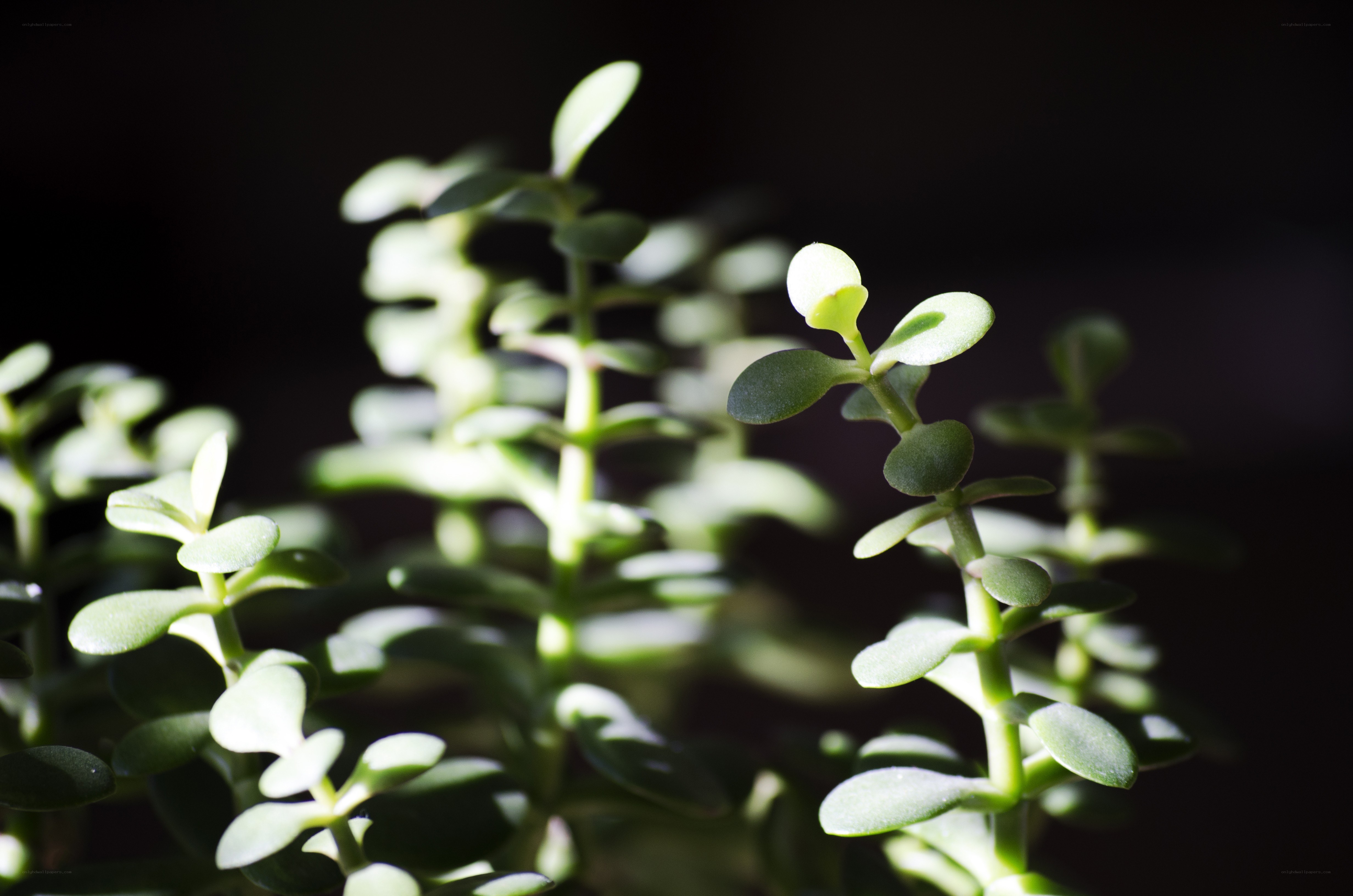 succulent plant in sunlight