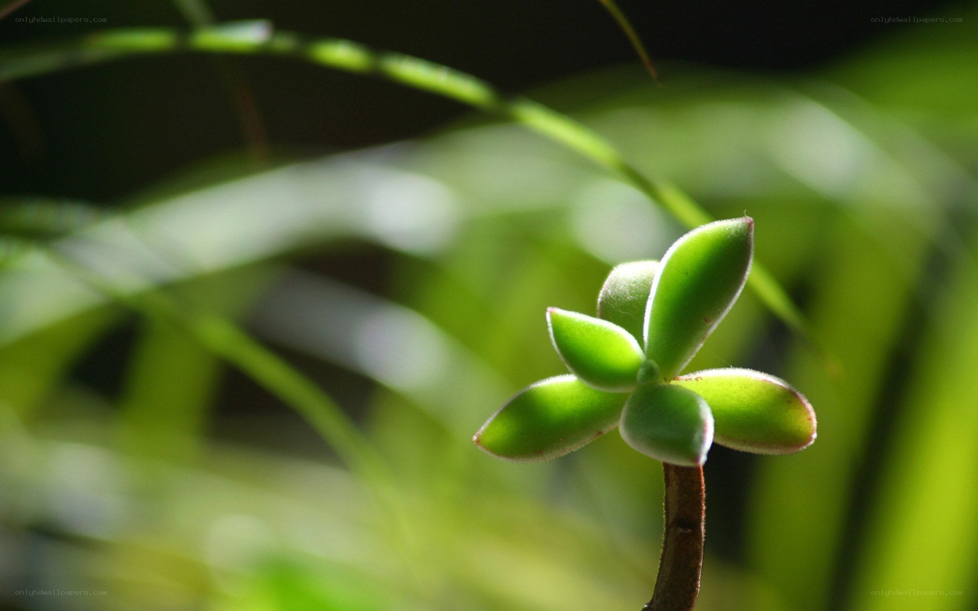 succulent plant in sunlight