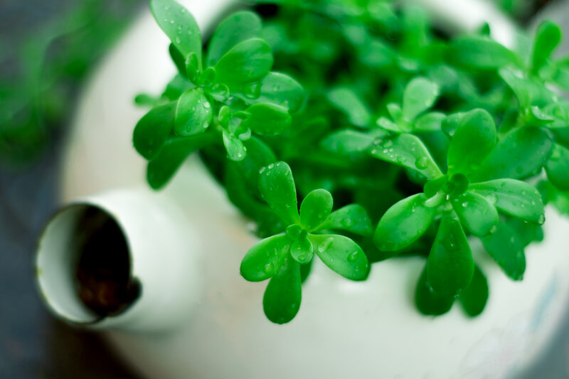 Succulent Plant in Teapot