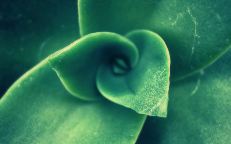 Succulent Plant Leaf