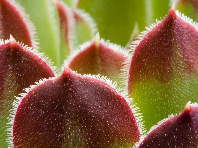 Succulent Plant Leaves — Green, Natural