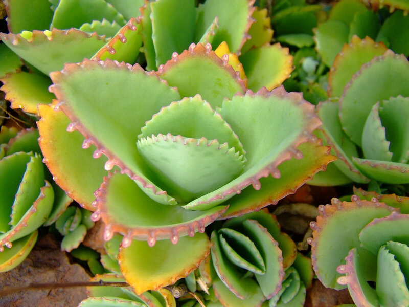 Succulent Plant Leaves — Green