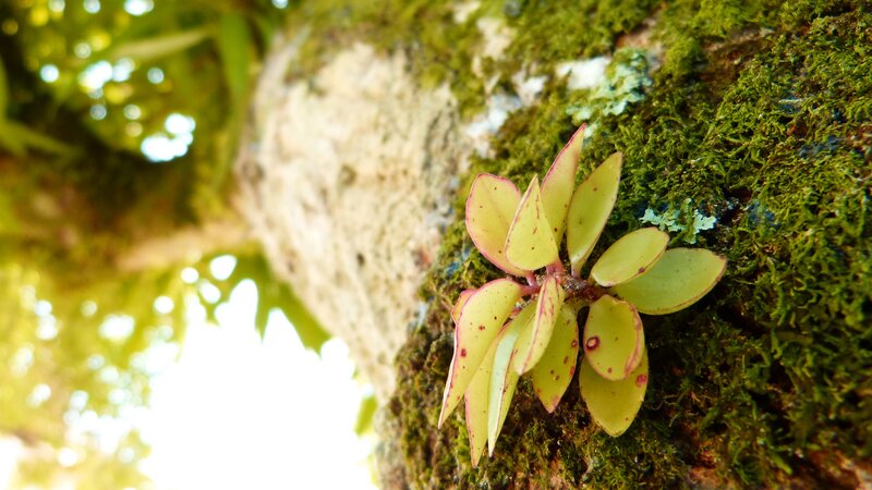 Succulent Plant on Moss