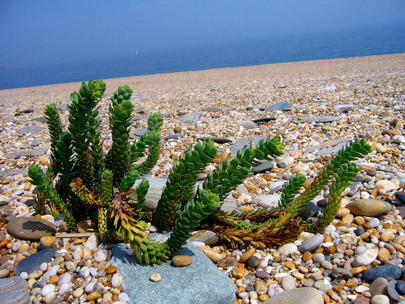 Succulent Plant on Pebble Beach