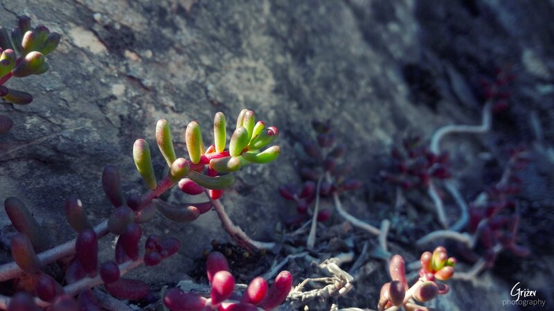 Succulent Plant on Rock