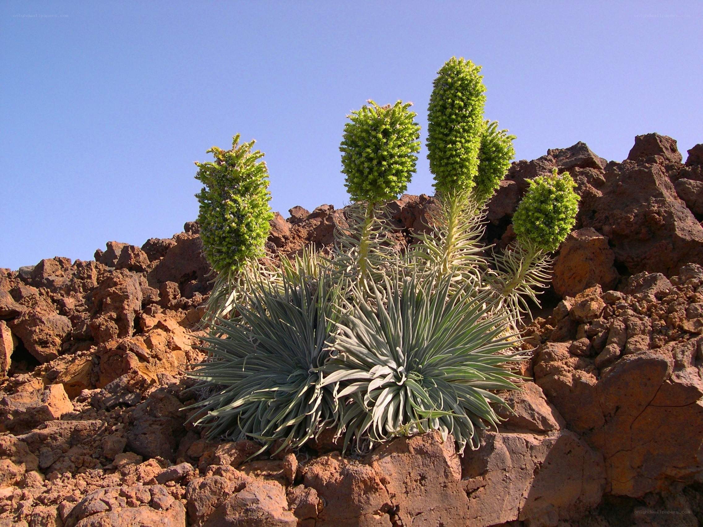 Succulent plant on volcanic rock