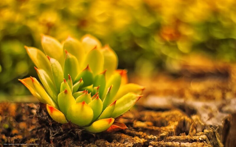 Succulent Plant on Wood — Green