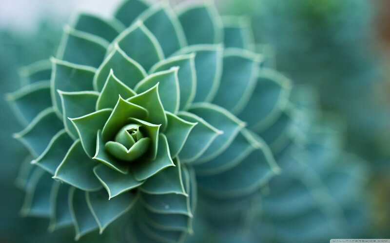 Succulent Plant Rosette — Green, Calm, Photograph, Green Leaves