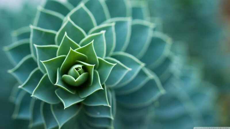 Succulent Plant Rosette — Green, Calm, Photograph