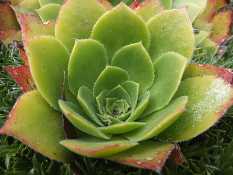 Succulent Plant Rosette — Green, Calm