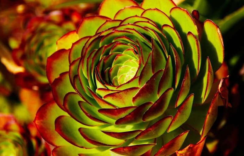 Succulent Plant Rosette — Green, Dramatic