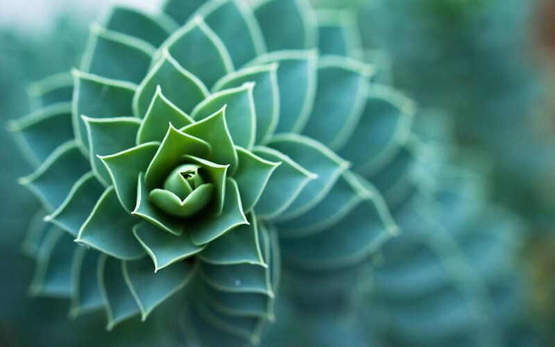 Succulent Plant Rosette — Green, Serene