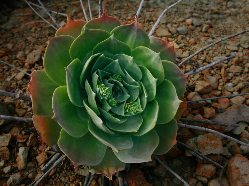Succulent Plant Rosette — Green