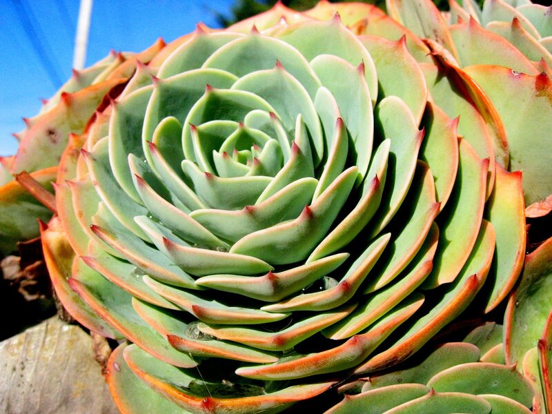 succulent plant rosette