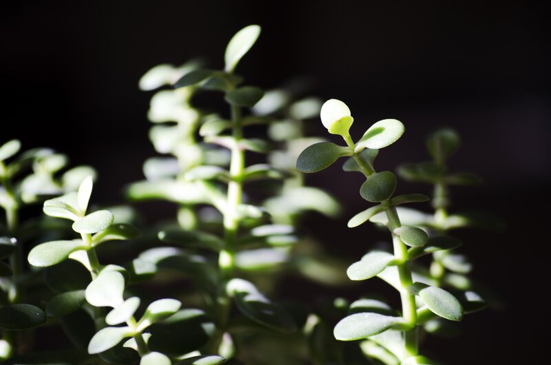 Succulent Plant Stems