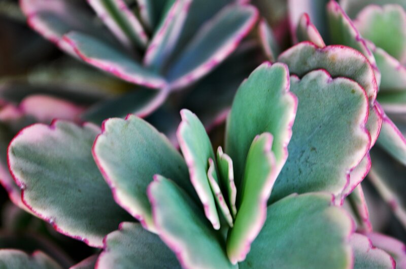 succulent plant with colorful leaves