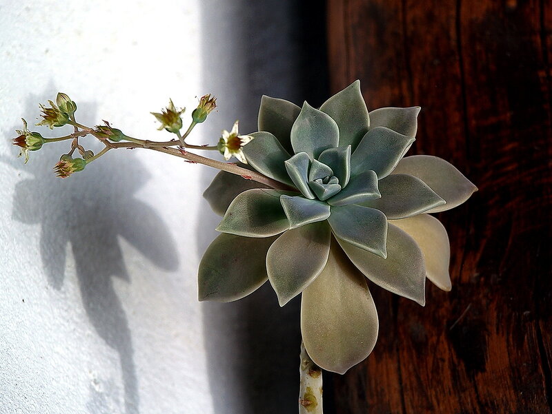 Succulent Plant with Flower