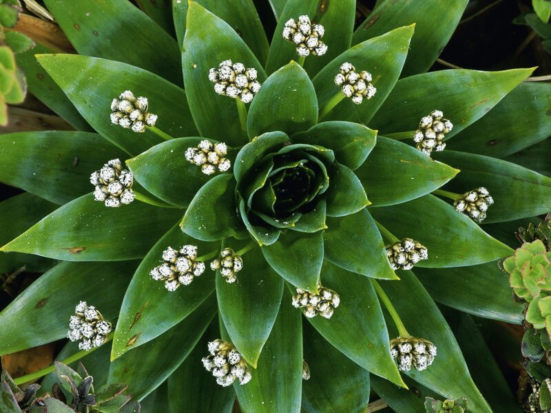 Succulent Plant with Flowers — Green, Natural, Photograph