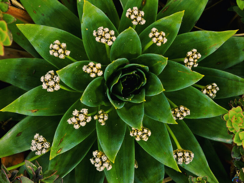 Succulent Plant with Flowers — Green, Natural