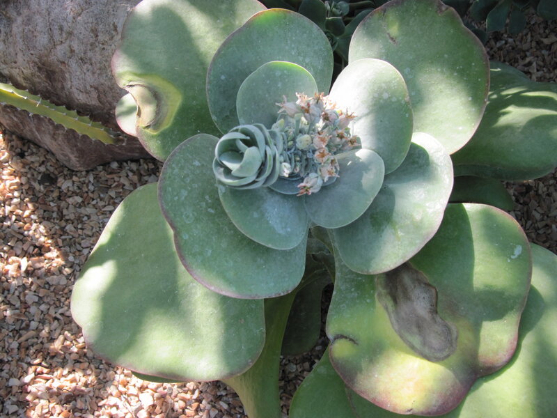 Succulent Plant with Flowers — Green