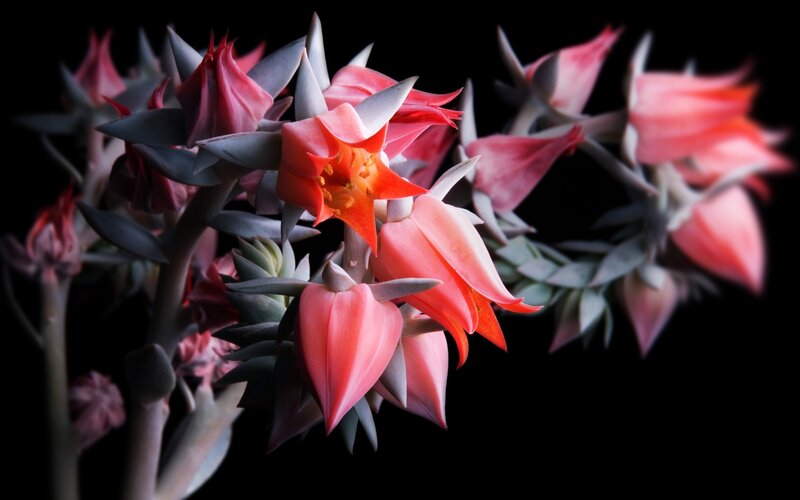 Succulent Plant with Flowers