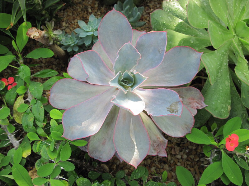 Succulent Plant with Pink Edges