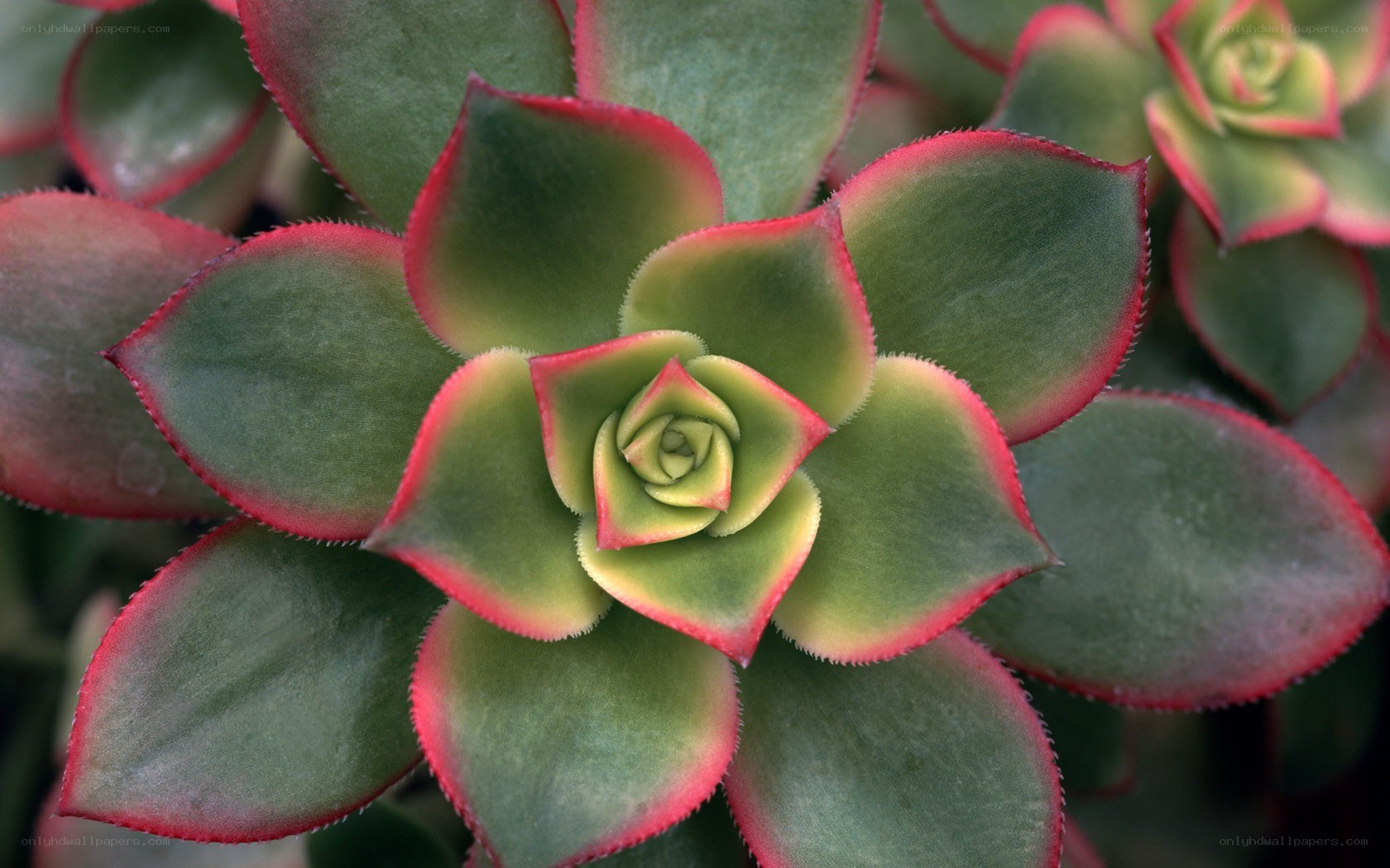 succulent plant with red edges
