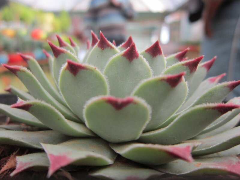 Succulent Plant with Red Tips