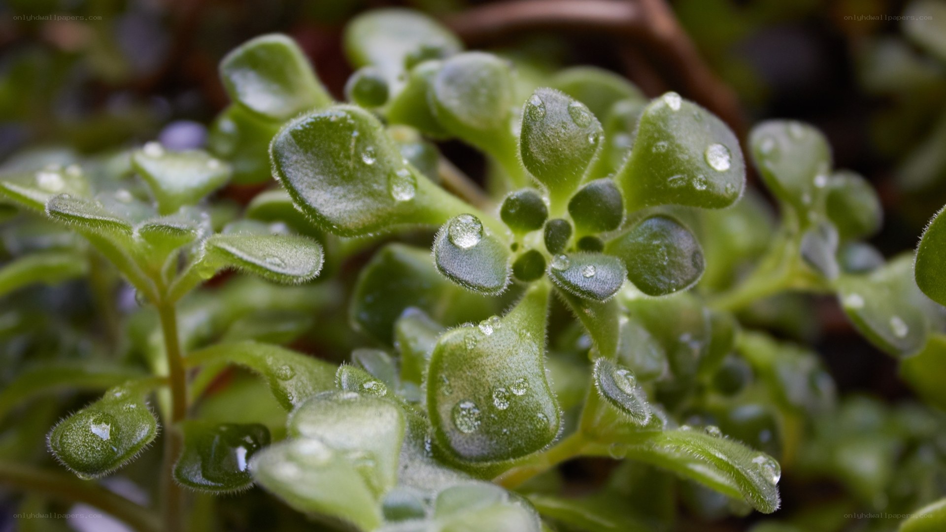 succulent plant with water droplets