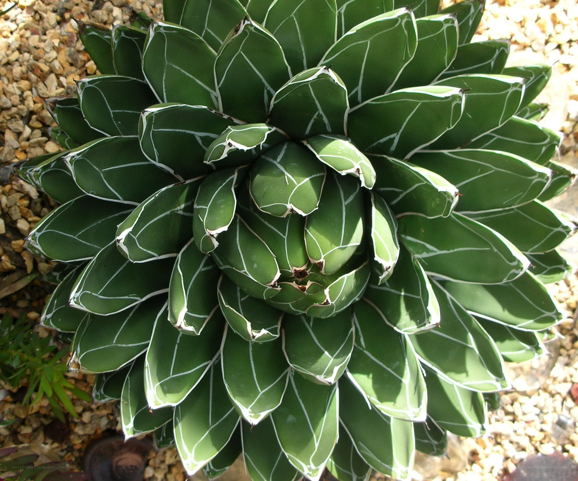 succulent plant with white edges