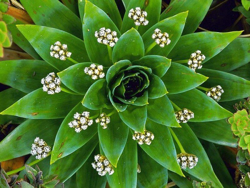succulent plant with white flowers
