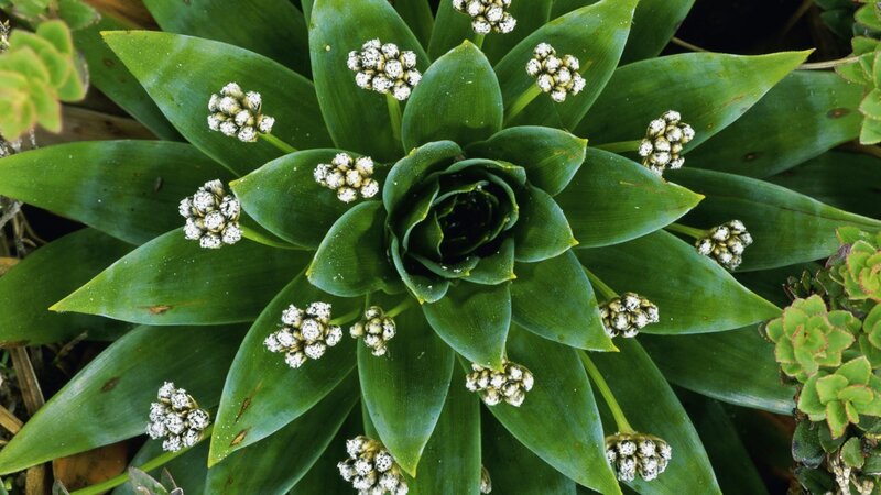 succulent plant with white flowers