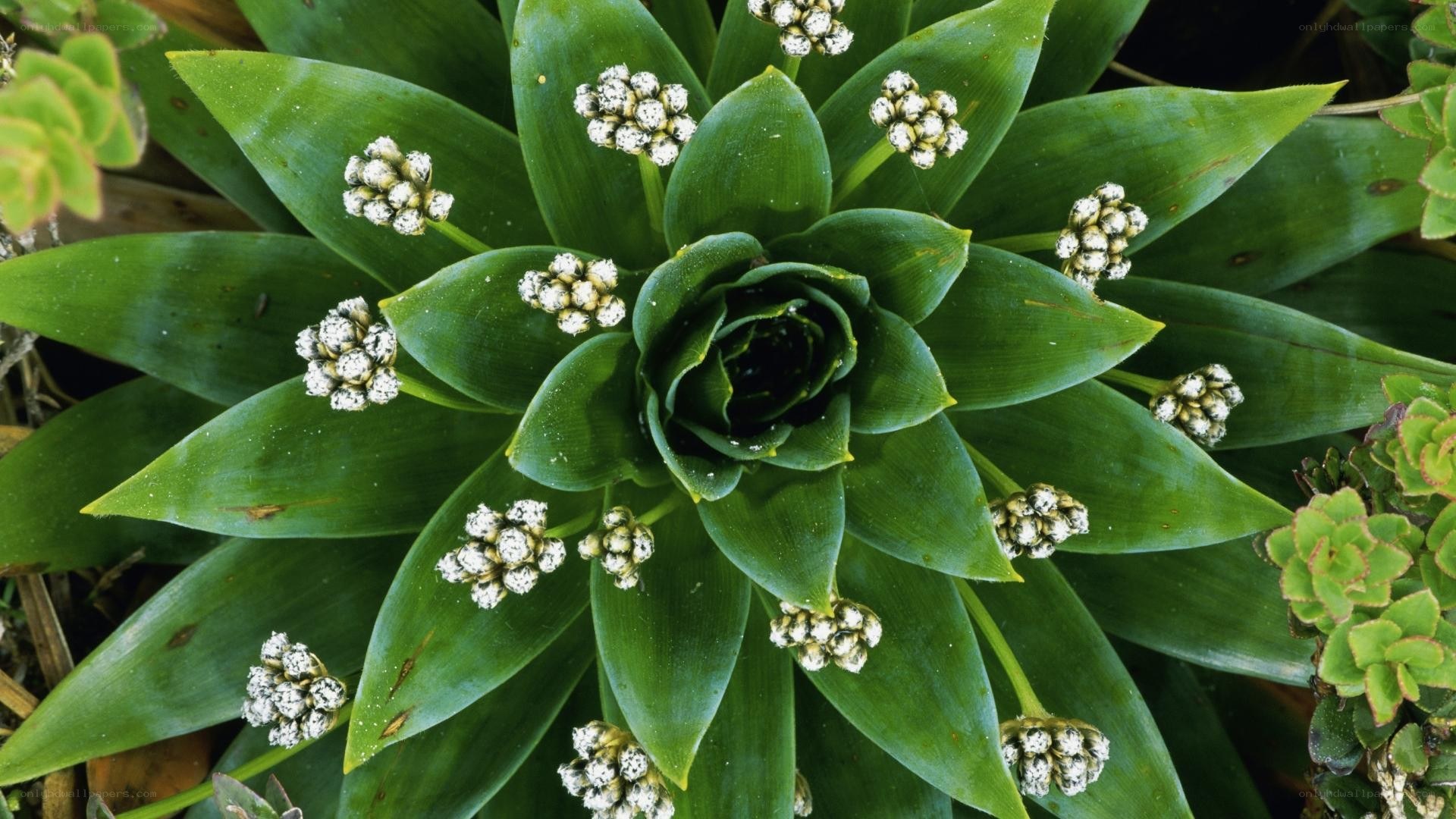 succulent plant with white flowers