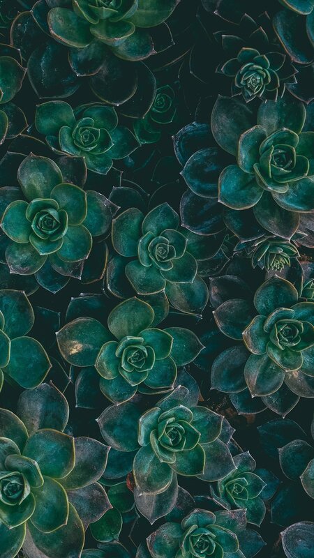 Succulent Plants Close-up