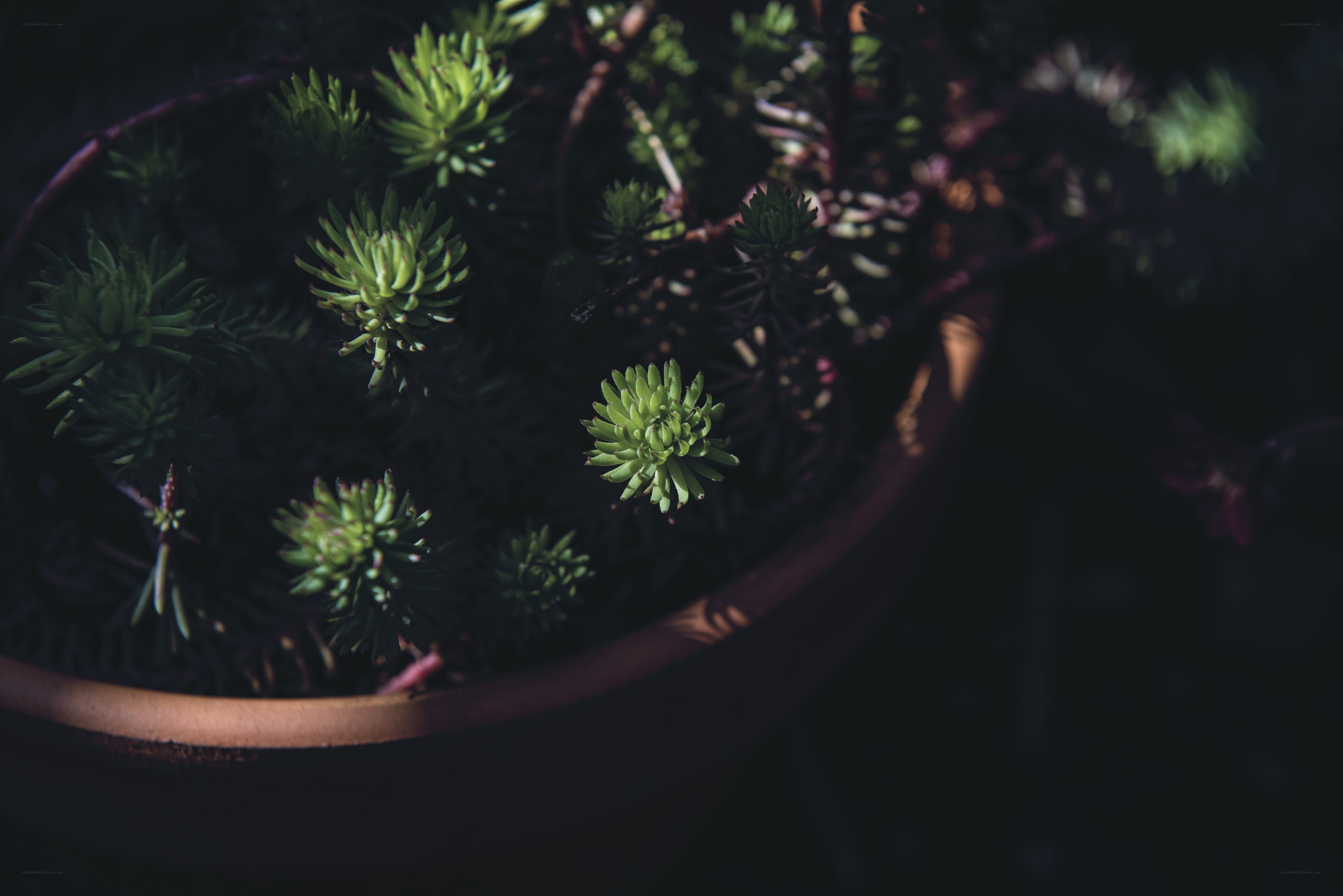 succulent plants in a pot