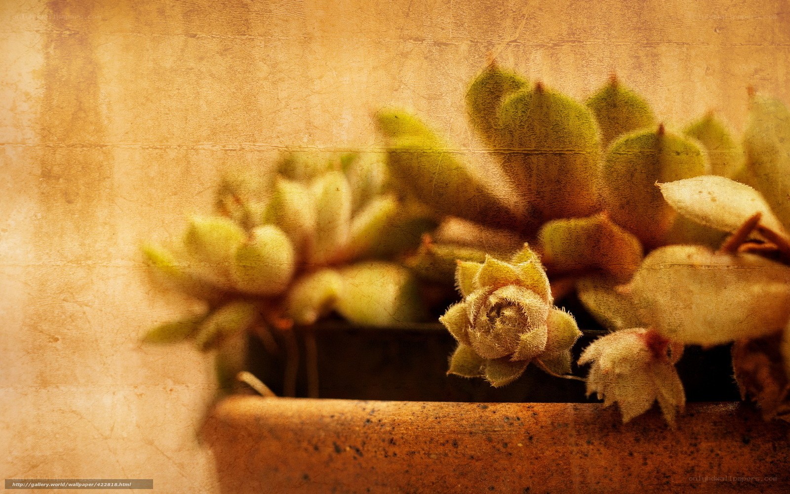 succulent plants in a pot