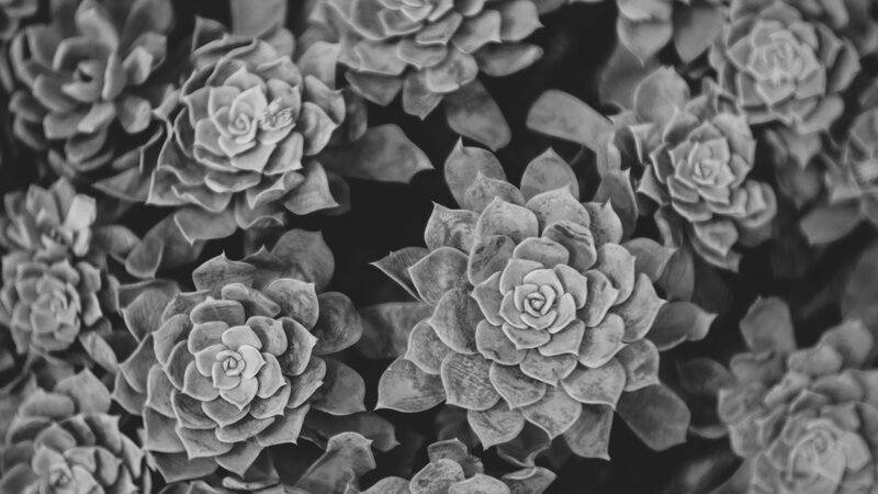 Succulent Plants in Close-up