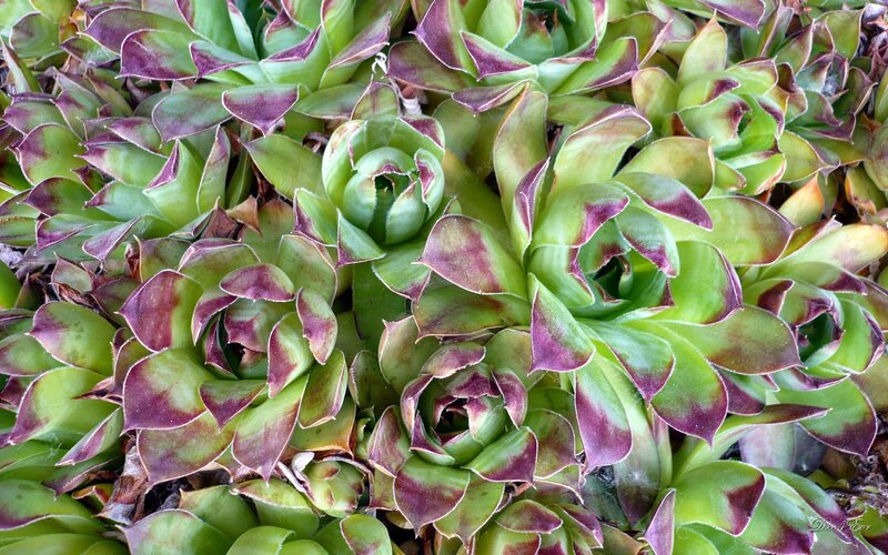 Succulent Plants in Cluster