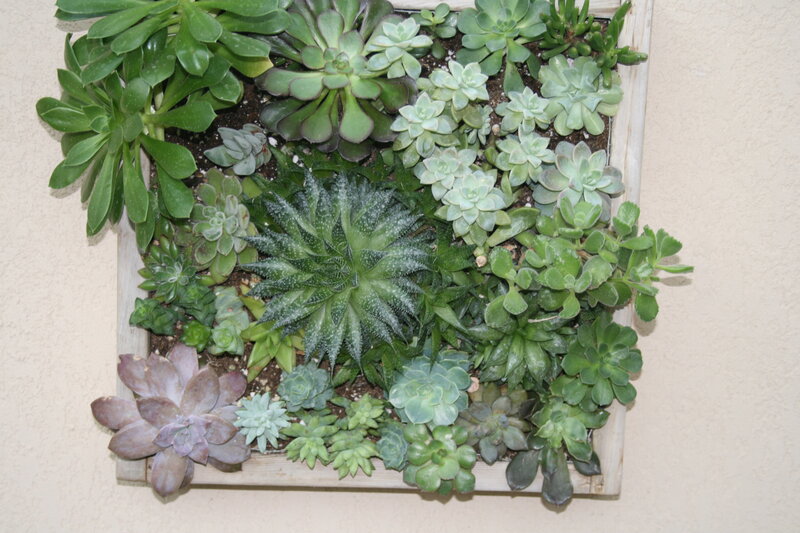 Succulent Plants in Frame
