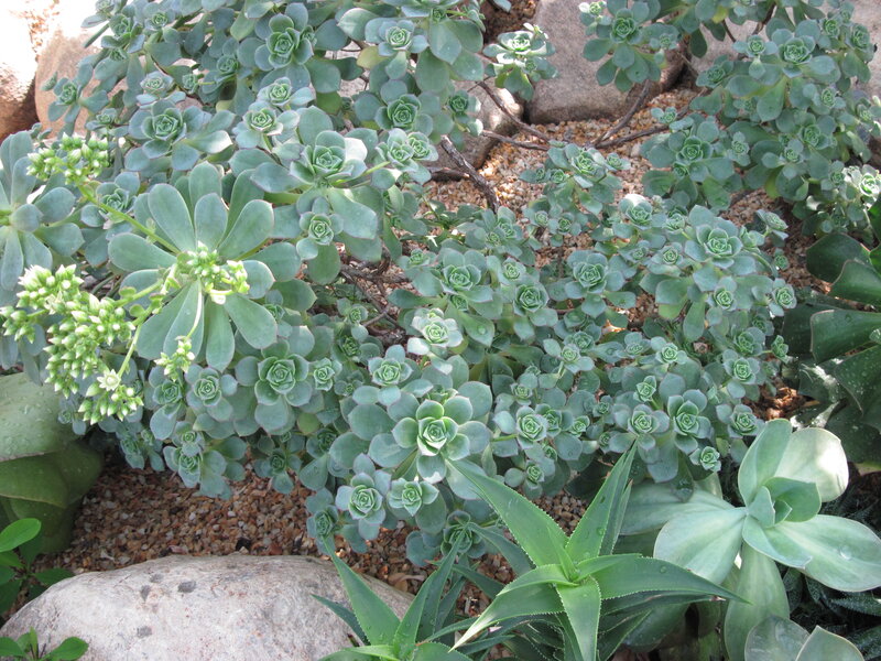 Succulent Plants in Garden — Green, Calm, Afternoon